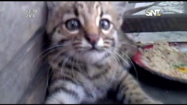 Tiríka: ¿Quién es este felino tan popular? - SNT