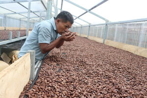 Implementan en Guatemala medidas para la mejor producción del cacao - MarketData