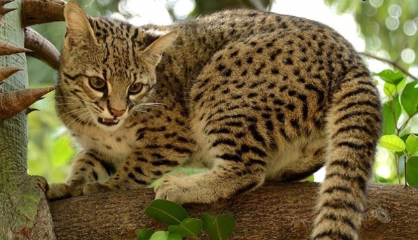 Felino que inspiró a la creación de Tiríka está en riesgo, advierten desde el Mades