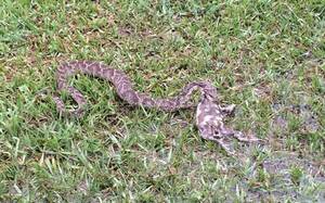 El más chiquito de la clase salvó a sus compañeritos de una serpiente en Ypane