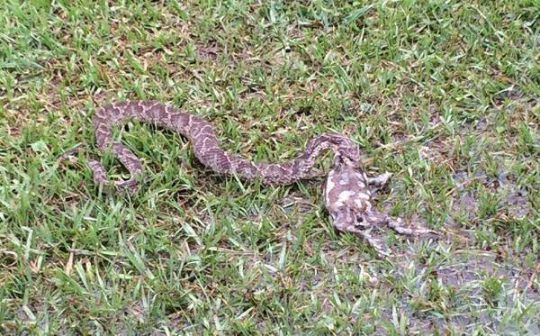 El más chiquito de la clase salvó a sus compañeritos de una serpiente en Ypane