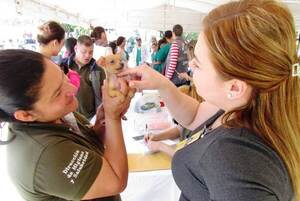 Exitosa jornada de vacunación de mascotas en Luque •