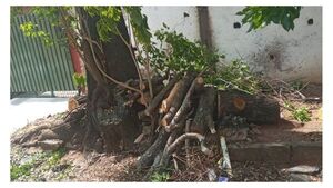 Denuncian poda exagerada de lapacho en Barrio Obrero