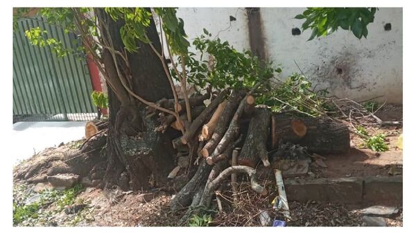 Denuncian poda exagerada de lapacho en Barrio Obrero
