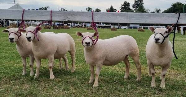 La Nación / Presentarán avances con la raza texel en salida de Campo