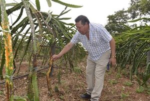 Productor de pitaya denuncia perjuicios a causa de fumigación - ABC en el Este - ABC Color