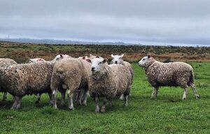 Trabajan en la importación de semen Texel y Hampshire de Gran Bretaña