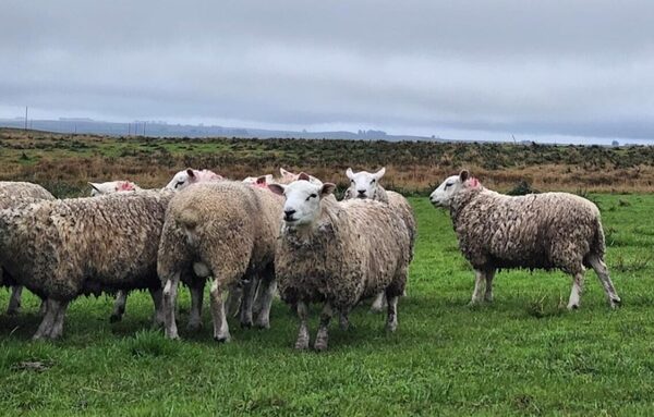 Trabajan en la importación de semen Texel y Hampshire de Gran Bretaña