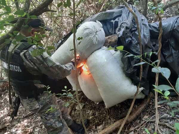 Antinarcóticos destruyó más de 500 kilos de marihuana y cinco hectáreas de la misma - Radio Imperio