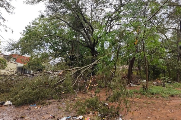 La tormenta derribó numerosos árboles y causó destrozos en Lambaré | Lambaré Informativo