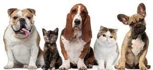 Congreso Nacional de Veterinarios de Especialistas en Pequeños Animales - Mascotas - ABC Color