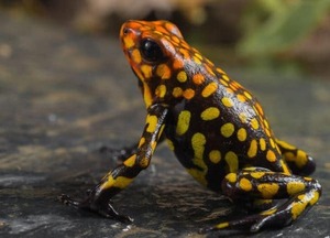 Animales que dejan de existir - El Independiente