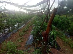 Lluvia, granizada y tormenta no afectaron cultivos en los distritos de Paraguarí - Nacionales - ABC Color