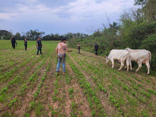 Crónica / Dos Nelores se salvaron de ser el asado del fin de semana