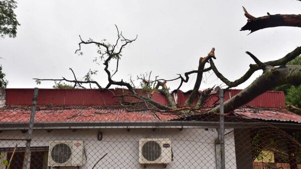 Susto en Lambaré: Árbol cae sobre casa de familia durante temporal
