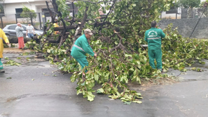 Diario HOY | Reportan más de 30 árboles caídos en Asunción a causa de la tormenta