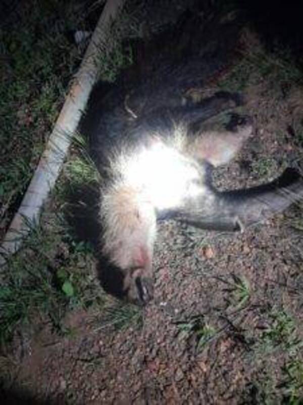 Crónica / Motoca se machucó vai tras chocar a un oso hormiguero