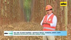 Eucalipto y sus ventajas económicas para el producto - ABC Rural - ABC Color