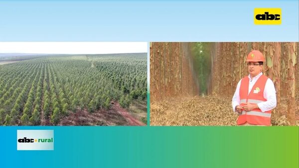 Cultivo de Eucalipto para leña, láminas y otros - Ensiestados - ABC Color