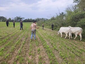 Abigeos agobian a productores pecuarios de la región de San Juan Nepomuceno - Nacionales - ABC Color
