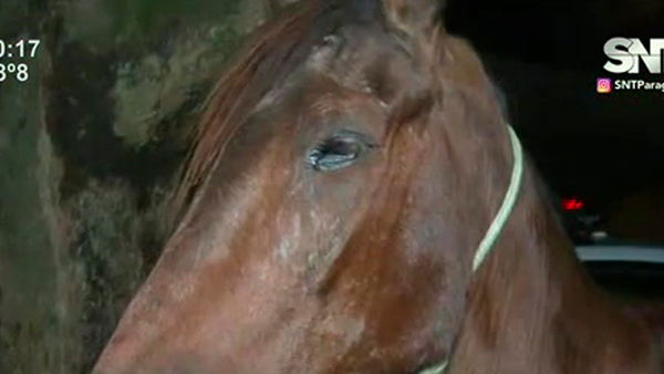 El caballo "Saque" está en la comisaría - SNT