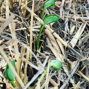 Las lluvias de primavera “están siendo extremadamente buenas” para la soja