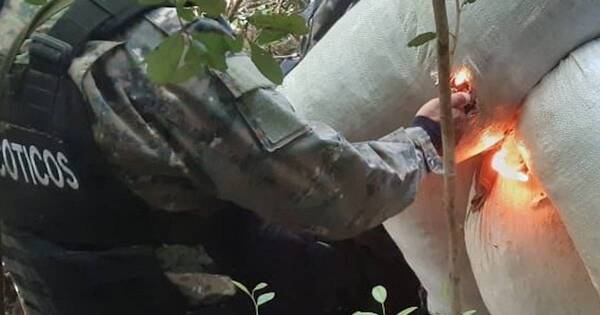 La Nación / Destruyen marihuana de poderosa facción