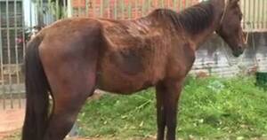 La Nación / Defensa Animal rescató a un caballo en Lambaré ante denuncia por maltrato
