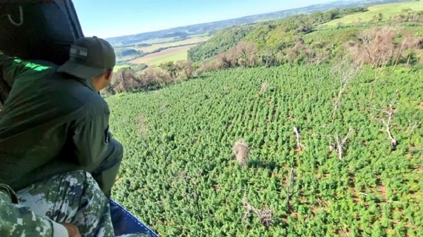 Cultivo de marihuana fue la principal causa deforestación entre 2017 y 2020, según Infona | Noticias Paraguay