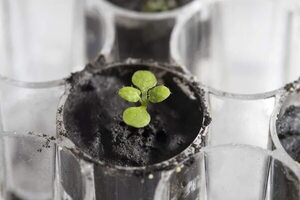 Científicos australianos quieren cultivar plantas en la Luna en 2025 - Ciencia - ABC Color