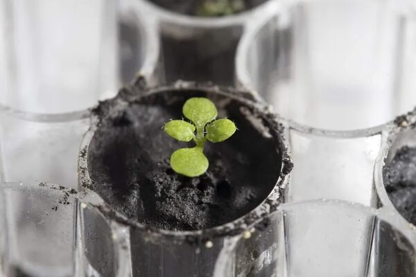 Científicos australianos quieren cultivar plantas en la Luna en 2025 - Ciencia - ABC Color