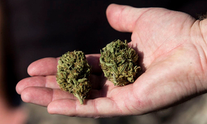 Indultan a poseedores de “poca” marihuana - OviedoPress