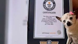 El perro más viejo del mundo murió a los 22 años en EEUU