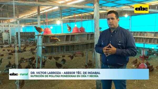 Nutrición de pollitas ponedoras en cría y recría - ABC Rural - ABC Color