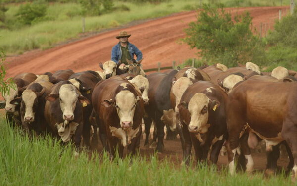 Don Pedro vende 80 torazos Braford, Brangus y Brahman, mañana sábado