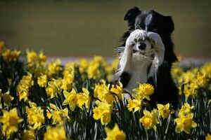 ¿Cómo evitar que tu perro acabe con tus plantas y flores?