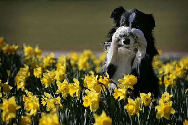 ¿Cómo evitar que tu perro acabe con tus plantas y flores?