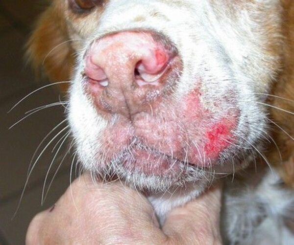 Aumentan casos de leishmaniasis canina en Encarnación
