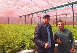Joven de Itá apuesta al cultivo de hortalizas con apoyo financiero del CAH - .::Agencia IP::.
