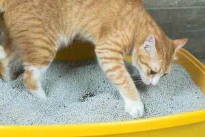 Diario HOY | Policía brasileña incauta una tonelada de cocaína en arena para gatos