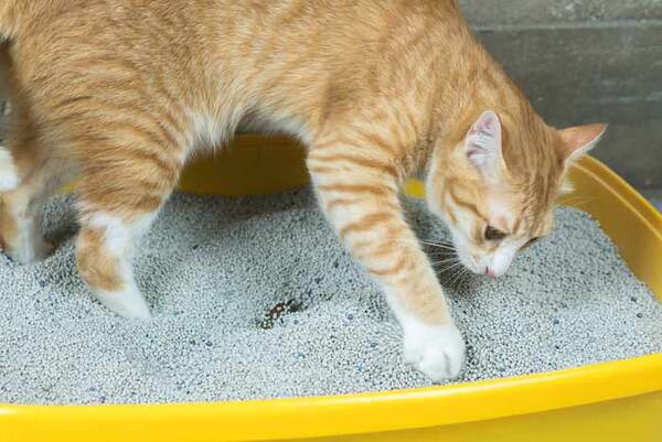 Diario HOY | Policía brasileña incauta una tonelada de cocaína en arena para gatos