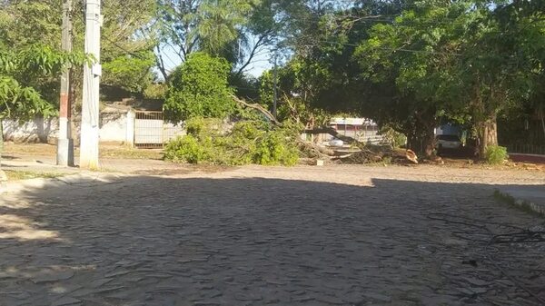 Pedazo de árbol que cayó con la tormenta sigue sin ser retirado - Crónicas Ciudadanas - ABC Color