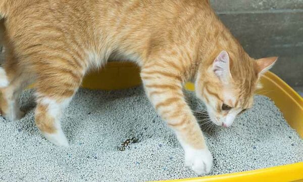 Policía brasileña incauta una tonelada de cocaína en arena para gatos