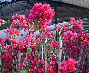 Cuáles son las flores de primavera - ABC Revista - ABC Color