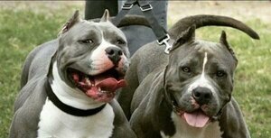 Dos pitbull destrozan a un bebé y a su hermana frente a su madre