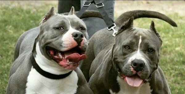 Dos pitbull destrozan a un bebé y a su hermana frente a su madre