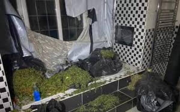 Descubren una plantación industrial de marihuana en la mansión de una estrella del fútbol