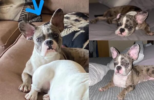 Luna - Encontrá a tu mascota - ABC Color