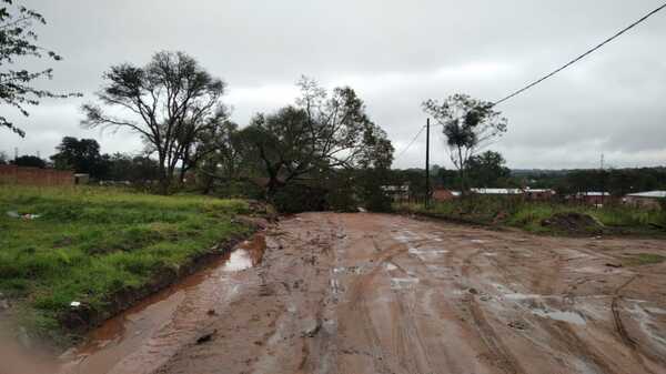 Árbol caído impide paso de vehículos » San Lorenzo PY