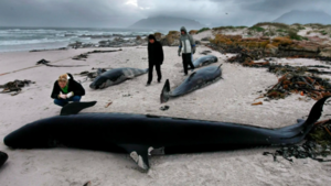Unas 240 ballenas mueren tras segundo varamiento en islas